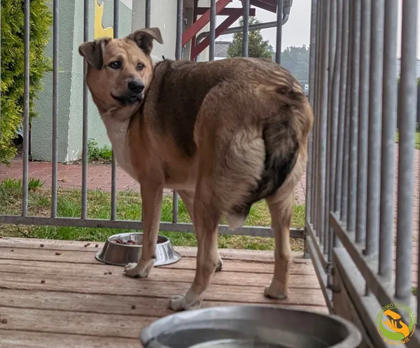 Znaleziono psa, Skałowo, 8 października 2025 (5/5)