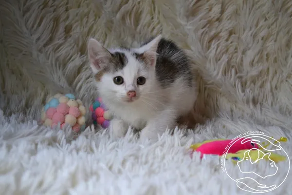 Kot do adopcji, Chełmek, 16 września 2025