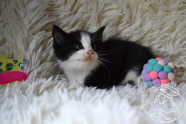 Kot do adopcji, Chełmek, 3 września 2025