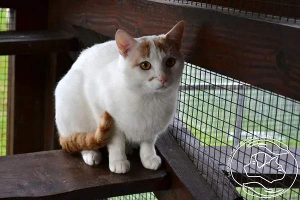 Kot do adopcji, Chełmek, 1 września 2025