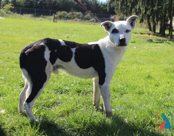 Pies do adopcji, Grudziądz, 26 września 2025