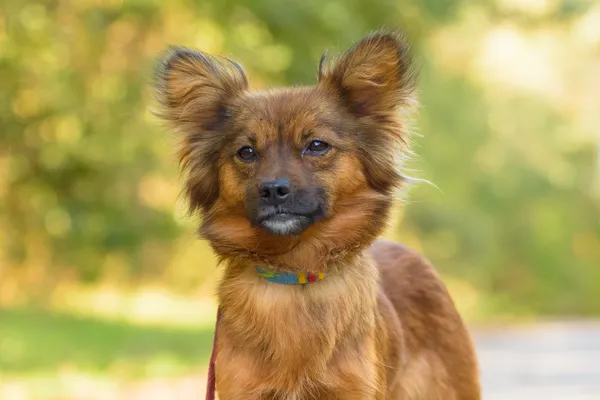 Pies do adopcji, Nowodwór, 7 października 2025 (5/5)