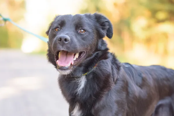 Pies do adopcji, Nowodwór, 7 października 2025 (1/5)