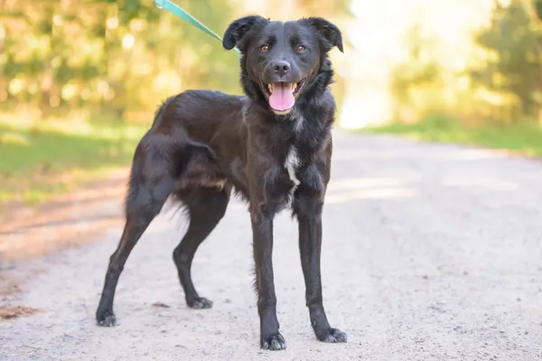 Pies do adopcji, Nowodwór, 7 października 2025 (5/5)