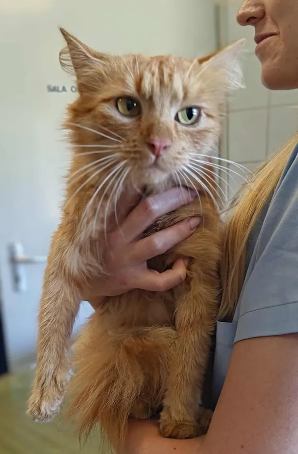 Znaleziono kota, Lublin, 21 września 2025