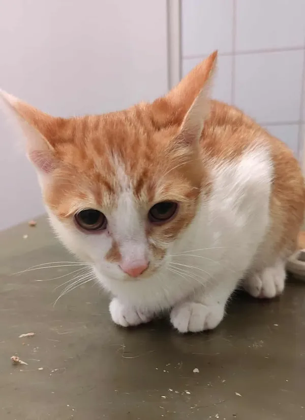 Znaleziono kota, Lublin, 23 września 2025