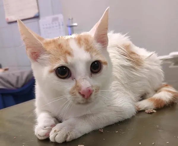 Znaleziono kota, Lublin, 23 września 2025