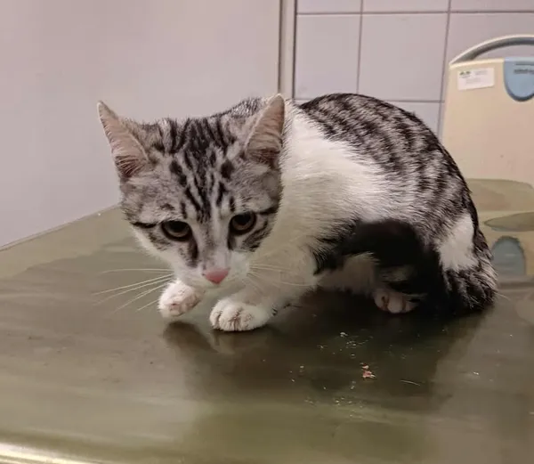 Znaleziono kota, Lublin, 23 września 2025