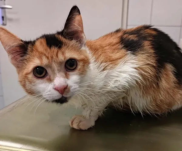 Znaleziono kota, Lublin, 23 września 2025