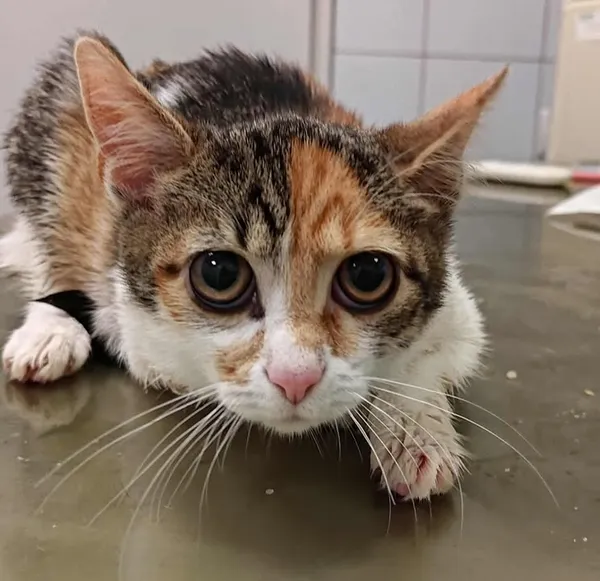 Znaleziono kota, Lublin, 23 września 2025