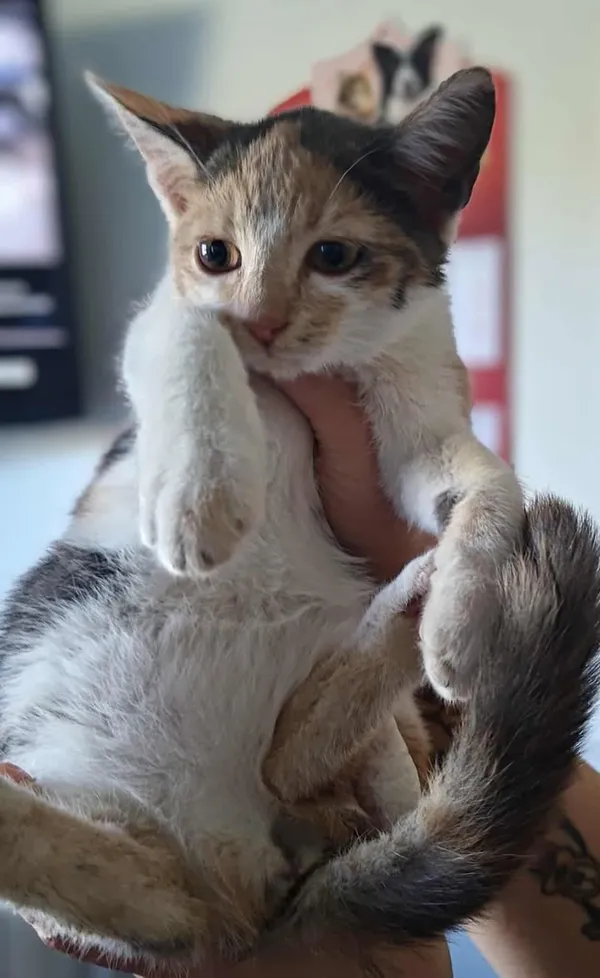 Znaleziono kota, Lublin, 26 września 2025