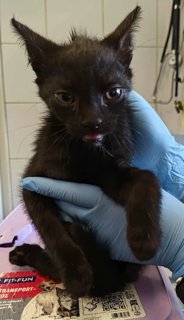 Znaleziono kota, Lublin, 27 września 2025