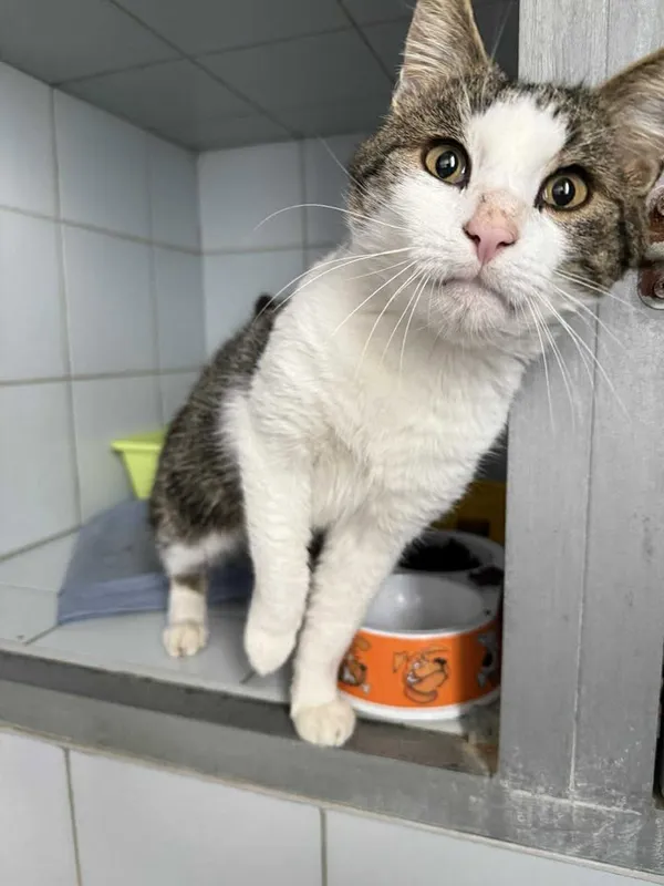 Znaleziono kota, Lublin, 29 września 2025