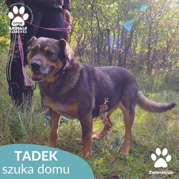 Pies do adopcji, Dąbrówka, 8 października 2025 (4/4)