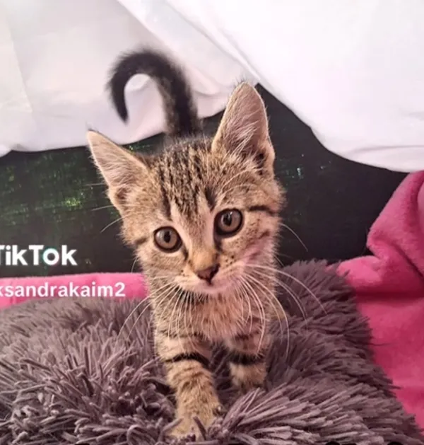 Kot do adopcji, Radom, 8 października 2025