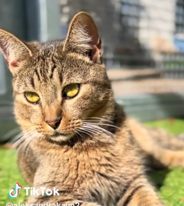 Kot do adopcji, Radom, 8 października 2025