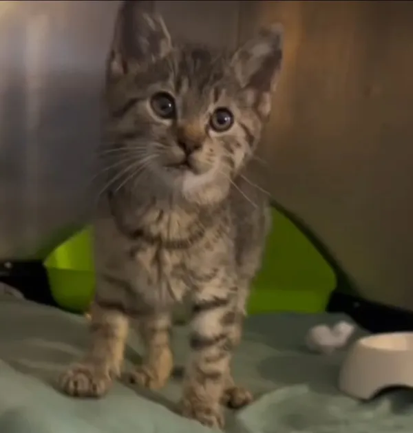 Kot do adopcji, Radom, 8 października 2025