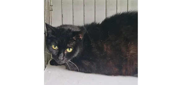 Kot do adopcji, Wrocław, 25 września 2025