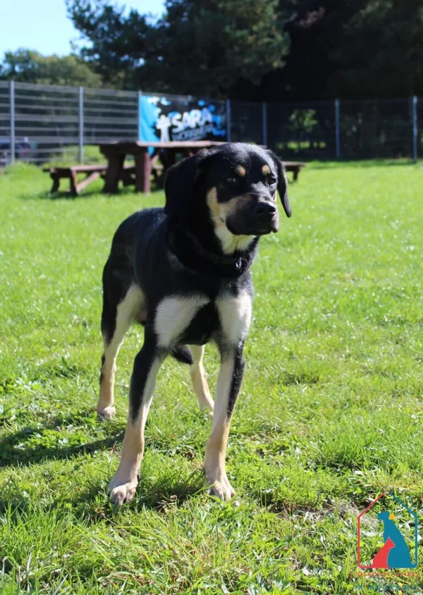 Pies do adopcji, Grudziądz, 24 września 2025