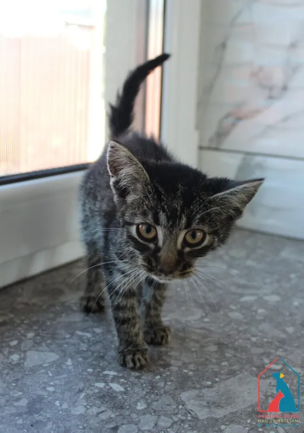 Kot do adopcji, Grudziądz, 24 września 2025