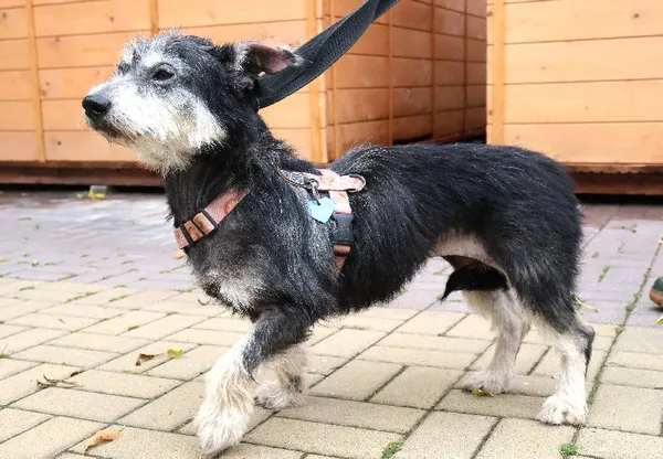 Znaleziono psa, Łódź, 8 października 2025 (1/4)