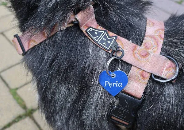 Znaleziono psa, Łódź, 8 października 2025 (4/4)