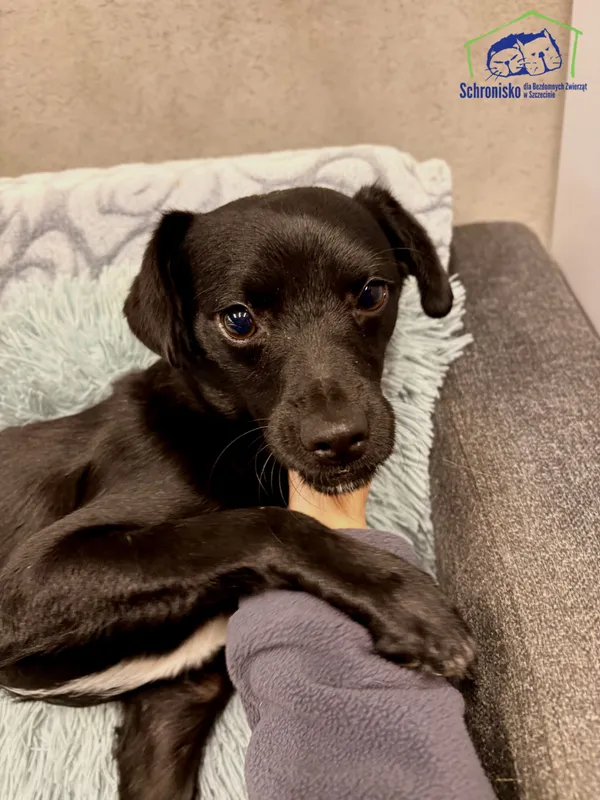 Znaleziono psa, Szczecin, 8 października 2025 (1/3)