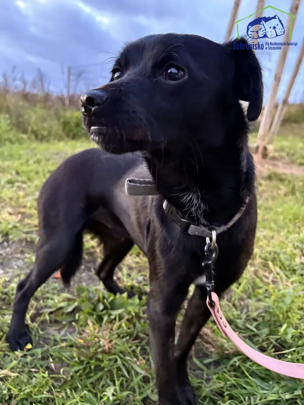 Znaleziono psa, Szczecin, 8 października 2025 (3/3)