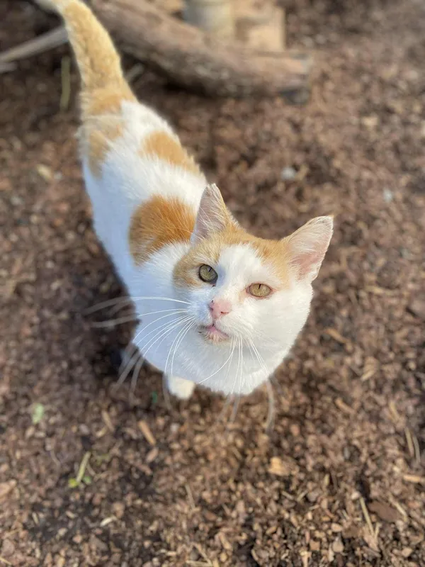 Kot do adopcji, Żywiec, 9 października 2025 (1/5)