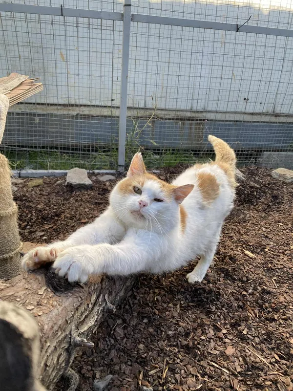 Kot do adopcji, Żywiec, 9 października 2025 (2/5)