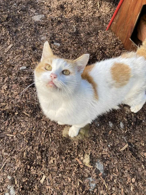 Kot do adopcji, Żywiec, 9 października 2025 (3/5)