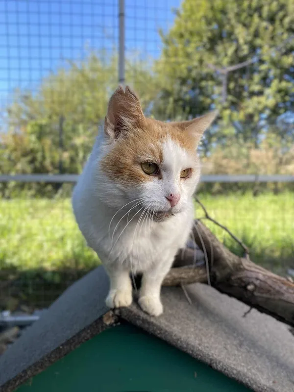 Kot do adopcji, Żywiec, 9 października 2025 (4/5)