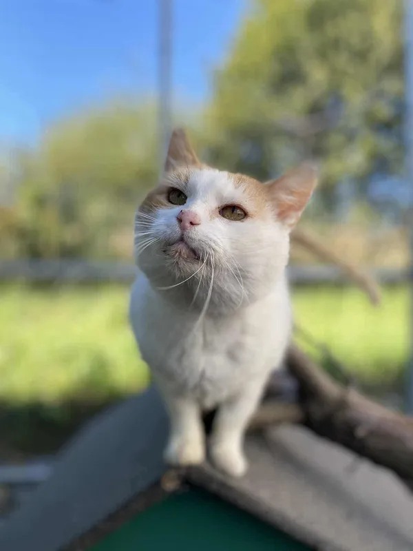 Kot do adopcji, Żywiec, 9 października 2025 (5/5)