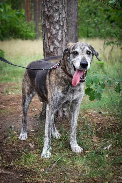 Pies do adopcji, Piła, 16 maja 2025 (3/4)