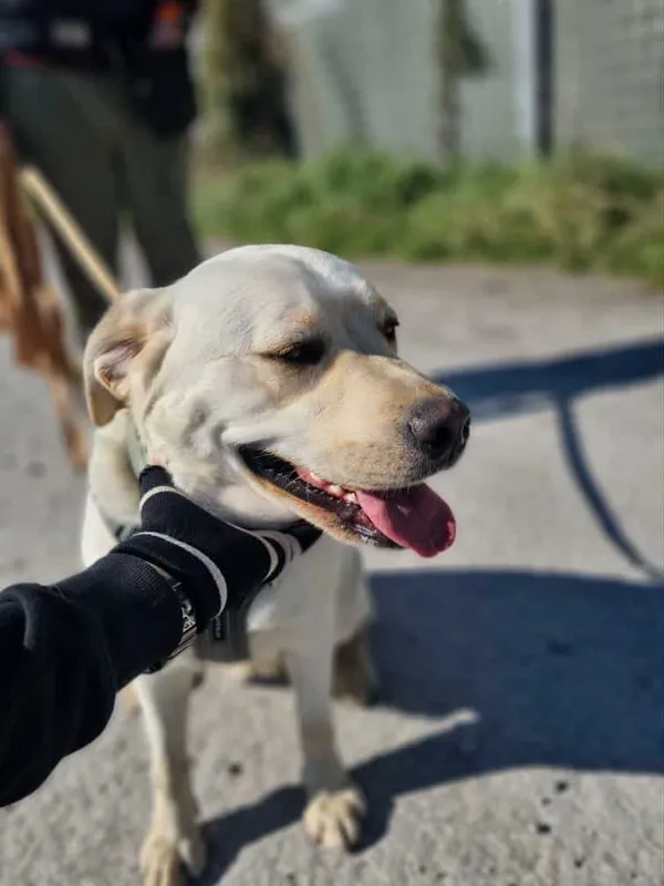 Pies do adopcji, Żywiec, 9 października 2025 (2/5)