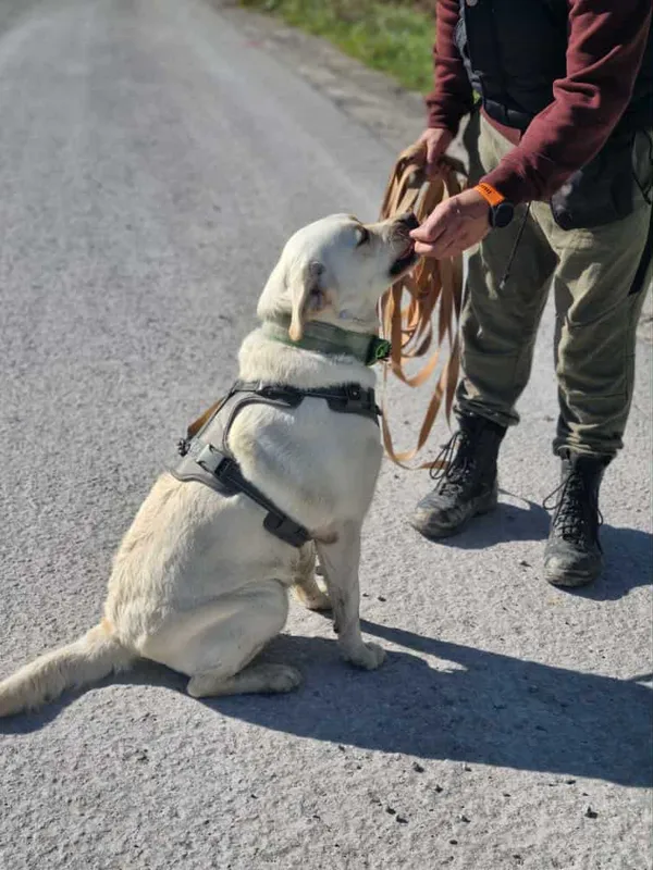 Pies do adopcji, Żywiec, 9 października 2025 (3/5)