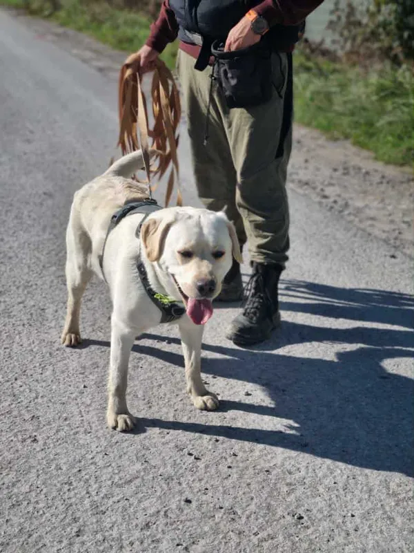 Pies do adopcji, Żywiec, 9 października 2025 (4/5)