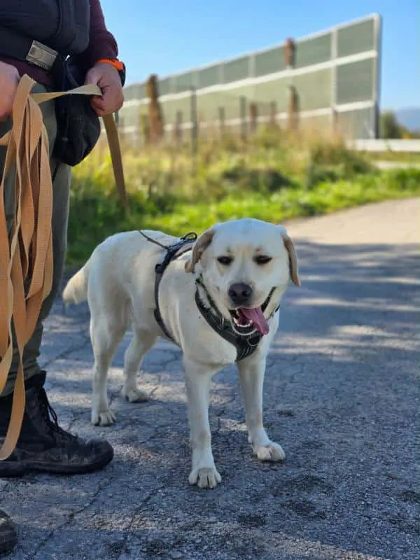 Pies do adopcji, Żywiec, 9 października 2025 (5/5)