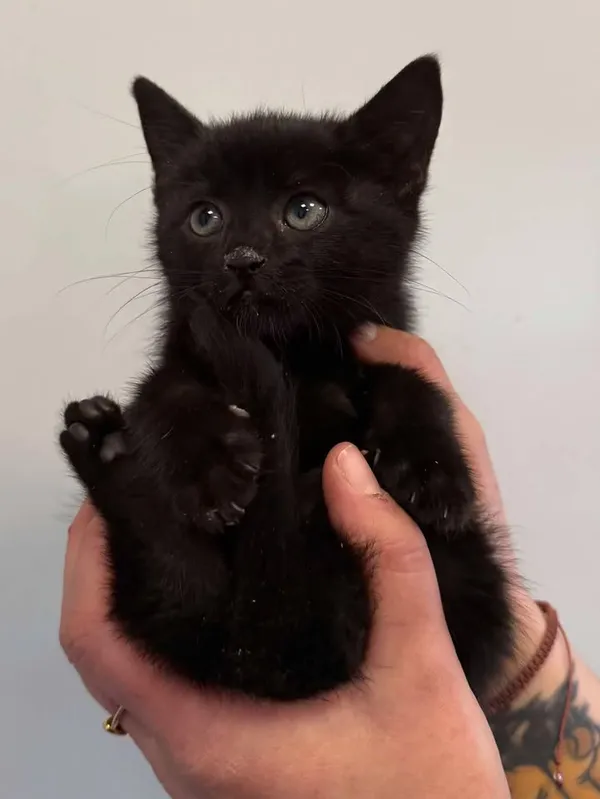 Znaleziono kota, Lublin, 1 października 2025