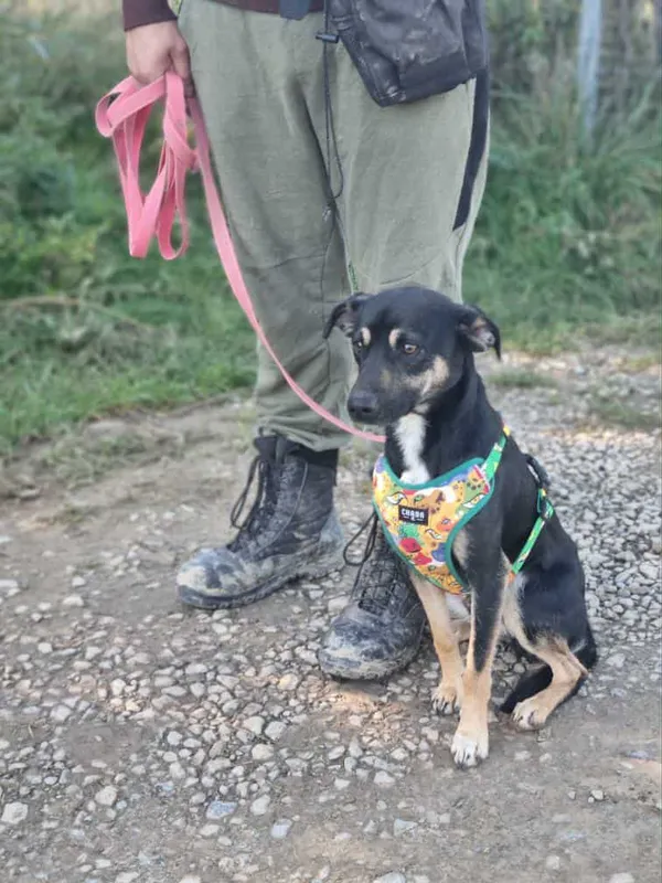 Znaleziono psa, Żywiec, 9 października 2025 (5/5)