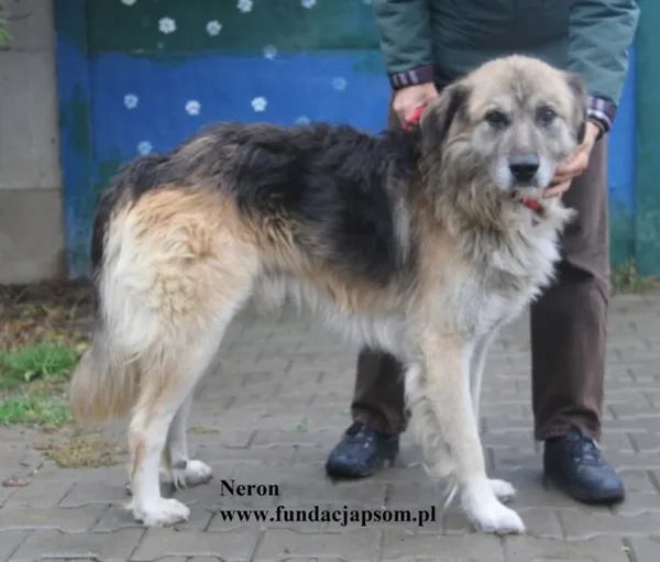 Pies do adopcji, Nowy Dwór Mazowiecki, 9 października 2025 (3/5)