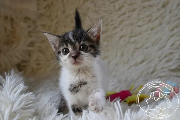 Kot do adopcji, Chełmek, 4 września 2025