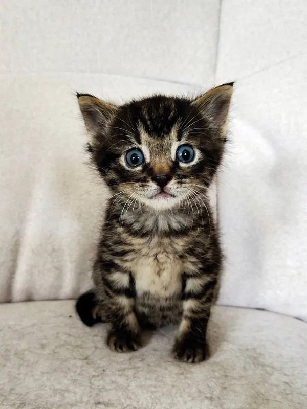 Kot do adopcji, Włocławek, 8 października 2025 (1/5)