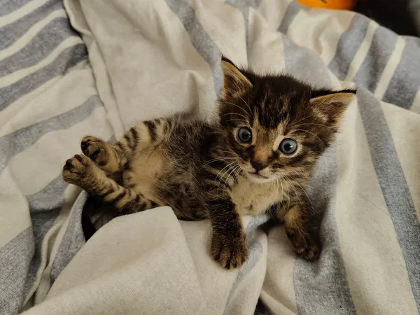 Kot do adopcji, Włocławek, 8 października 2025 (2/5)