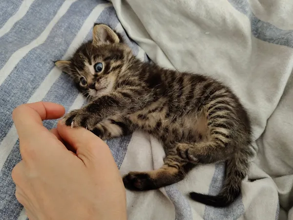 Kot do adopcji, Włocławek, 8 października 2025 (3/5)