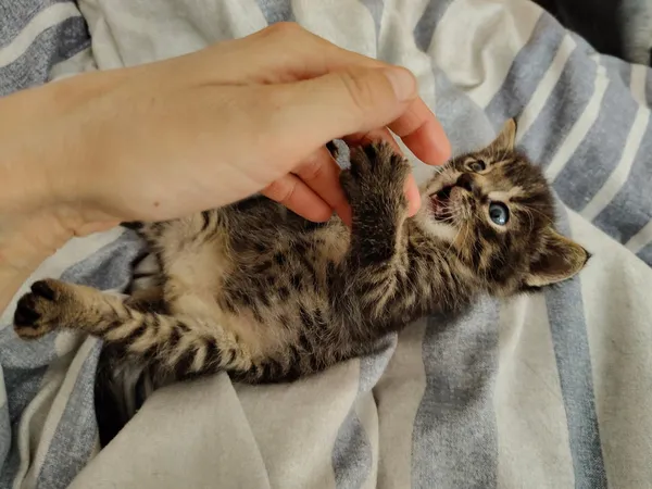 Kot do adopcji, Włocławek, 8 października 2025 (4/5)