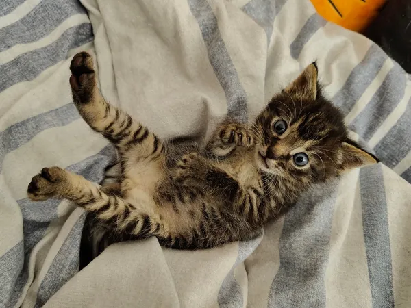 Kot do adopcji, Włocławek, 8 października 2025 (5/5)