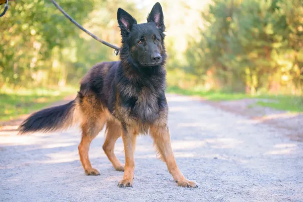 Pies do adopcji, Nowodwór, 8 października 2025 (1/5)