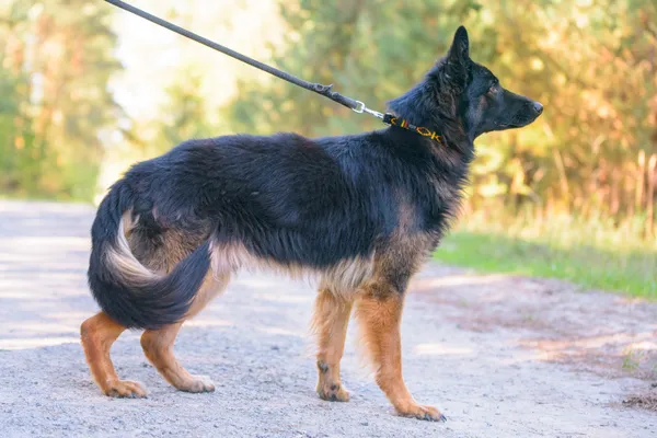 Pies do adopcji, Nowodwór, 8 października 2025 (2/5)