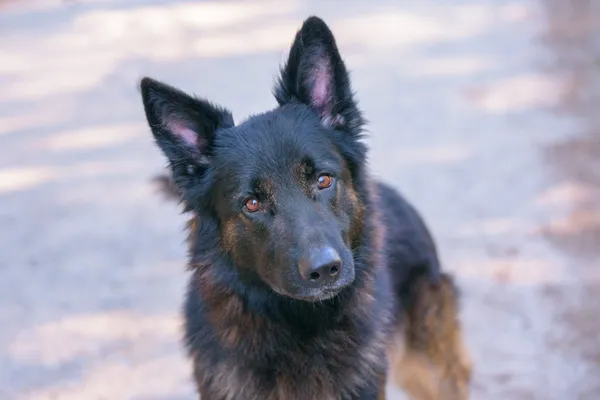 Pies do adopcji, Nowodwór, 8 października 2025 (5/5)